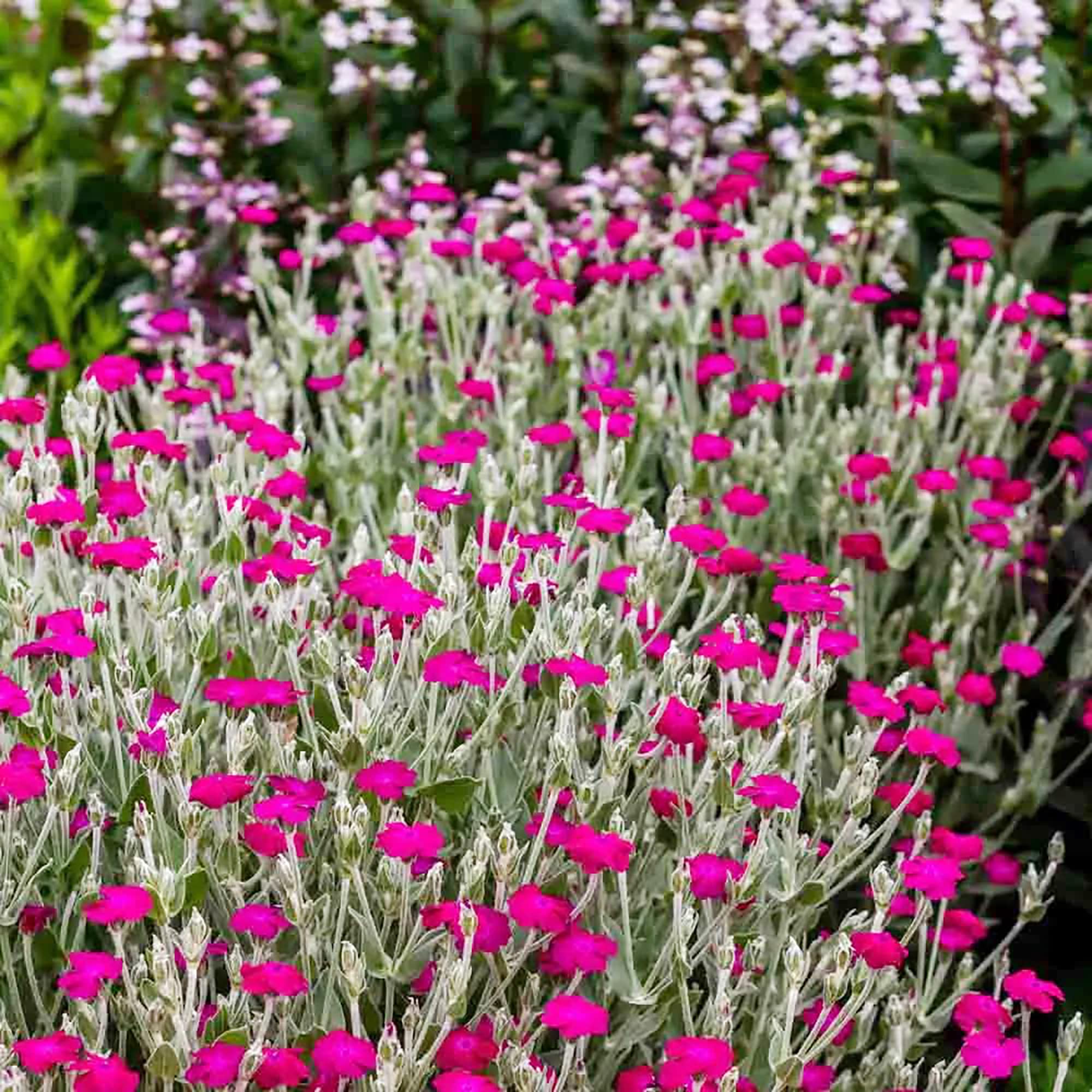 Lychnis Rosette Perennial Flower Seeds