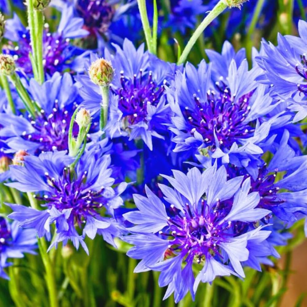 Light Blue Cornflower Seeds Centaurea Cyanus For Planting Order Now light-blue-cornflower-seeds-centaurea-cyanus-for-planting-order-now