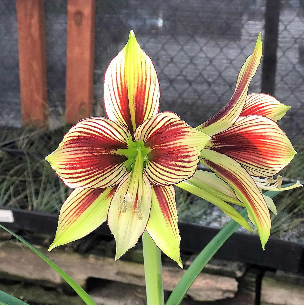 Light Yellow Hippeastrum Flower seeds for Planting - Hardy Variety, Heirloom & GMO Free Seeds for Home Garden
 
 Sale for planting in home garden.