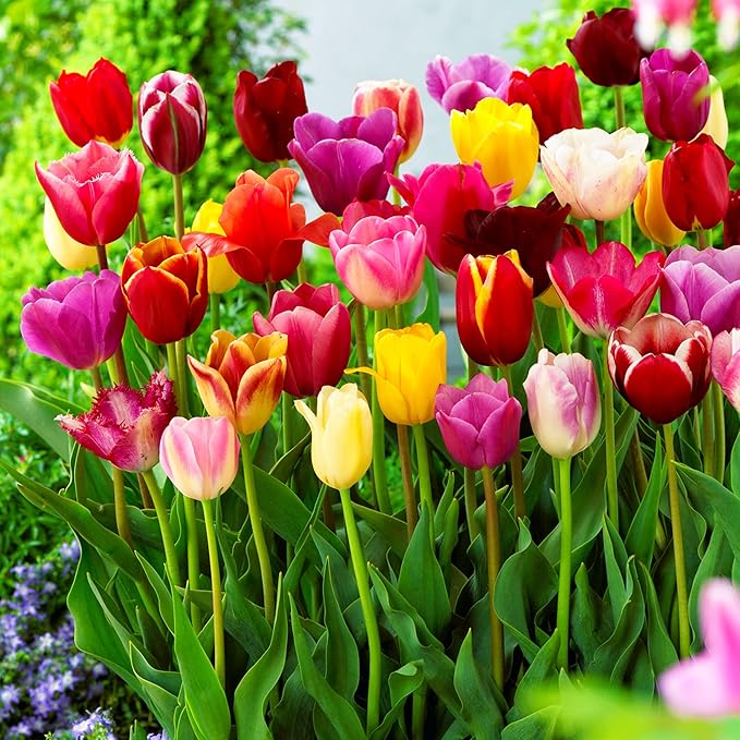 Tulip Flower seeds for Planting - Vibrant Colors, Heirloom & GMO Free Seeds for Home Garden
 
 Sale for planting in home garden