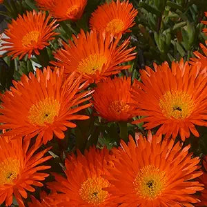 Orange Ice Flower seeds for unique blooms
