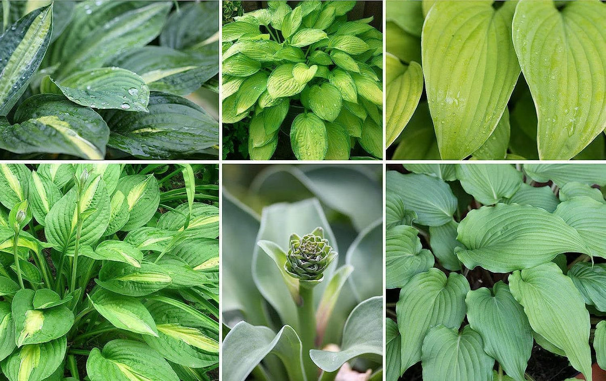 Hosta Lily Flower seeds for Planting - Seasonal Bloomer, Heirloom & GMO Free Seeds for Home Garden
 
 Sale seeds for home garden