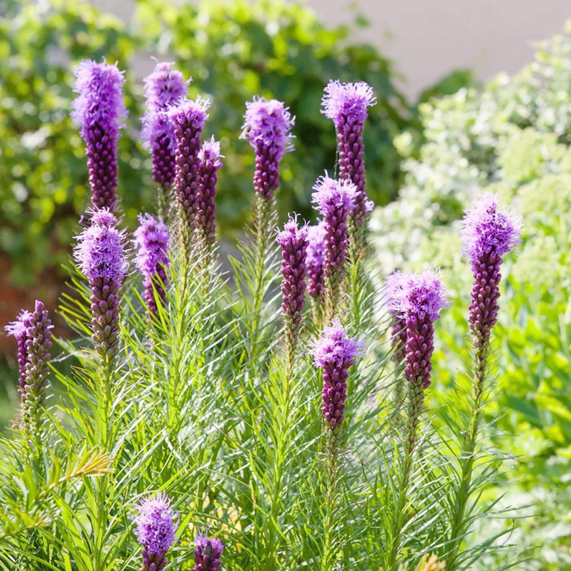Gayfeather Blazing Star Liatris spicata for planting in flower bed
