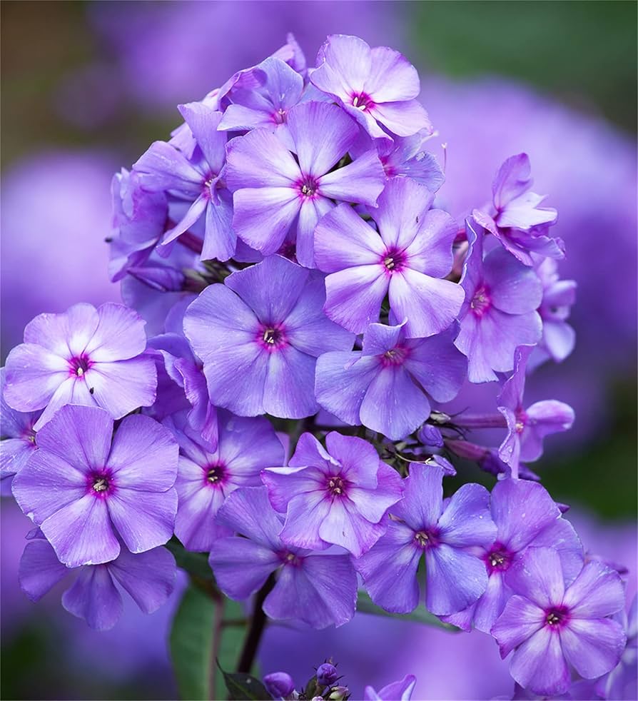 Mountain Phlox Phlox paniculata for planting in garden