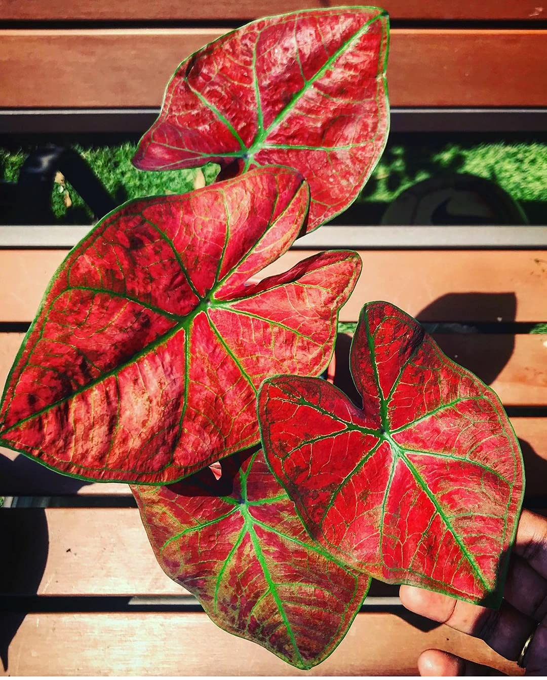 Thailand Caladium Flower Planting - Seed For Vibrant Red Blooms To Enhance Your Garden Plant Seeds