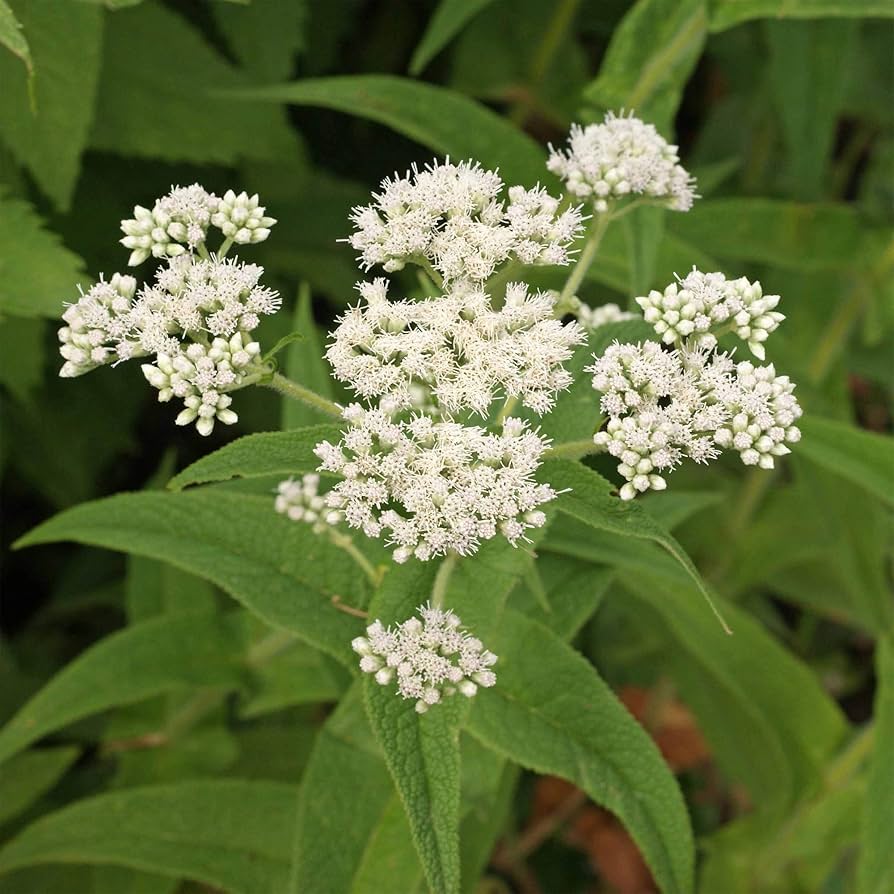Eupatorium Boneset Eupatorium perfoliatum for planting in herb garden