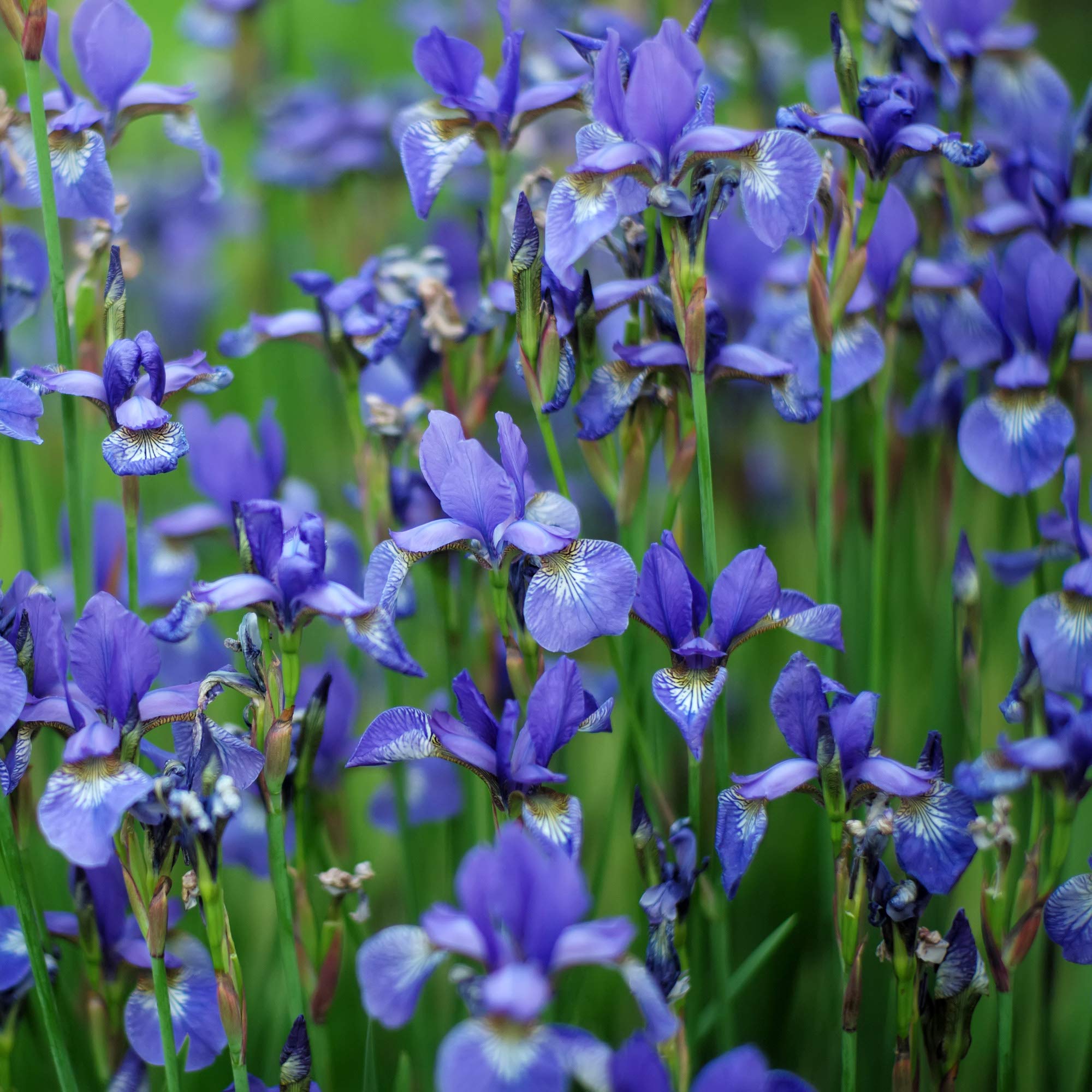 Iris Sibirica Seeds for planting in water-edge garden
