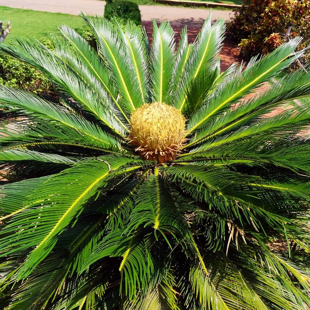 Purple Cycas Seeds For Exotic Planting & Decor Plant Seeds