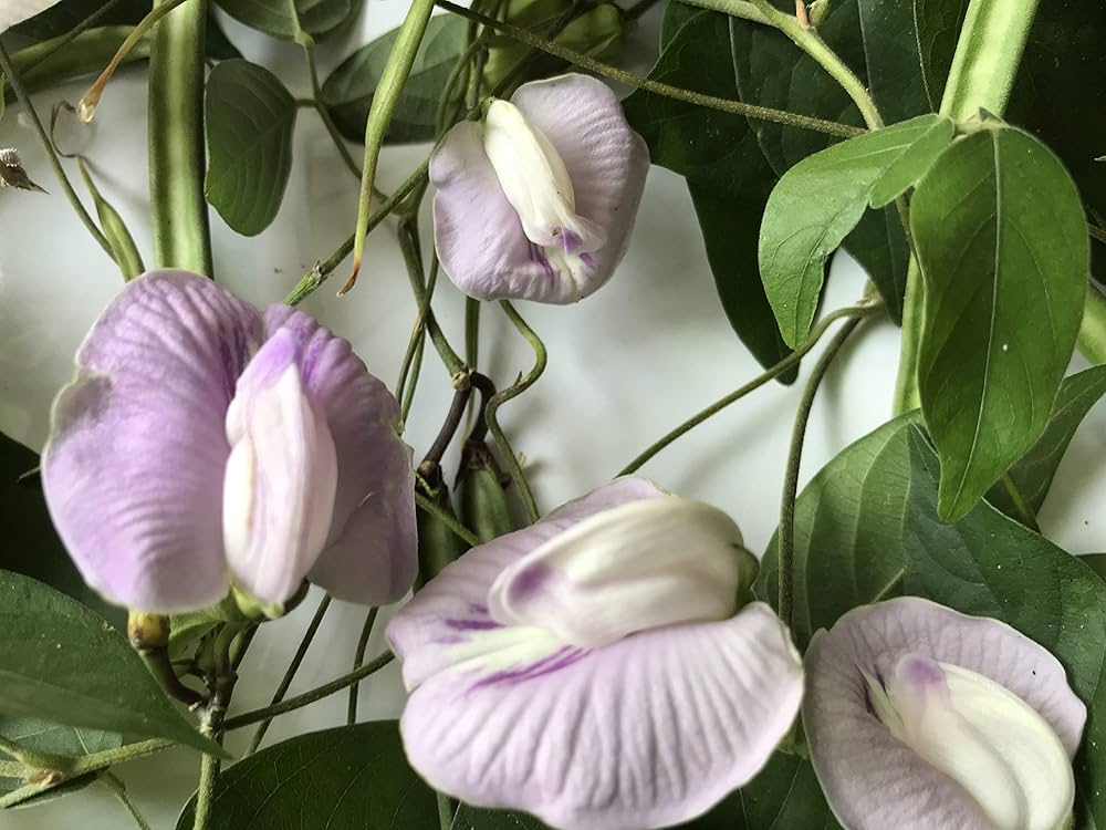 Shankhapushpam Clitoria ternatea for planting in herbal garden