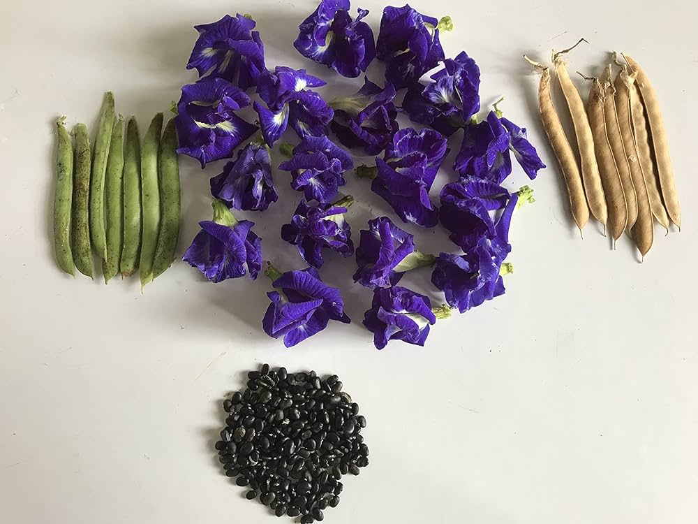 Purple Butterfly Bush Buddleja davidii Seeds for planting in flower bed