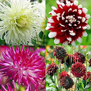 Mixed Dahlia Dahlia spp for planting in flower bed