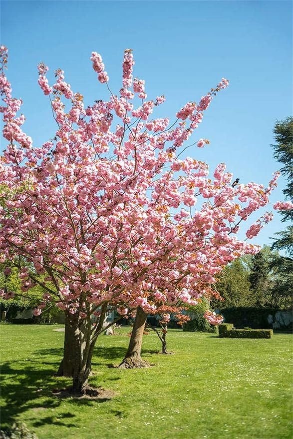 Japanese Sakura Seeds for Rare Cherry Blossom Trees