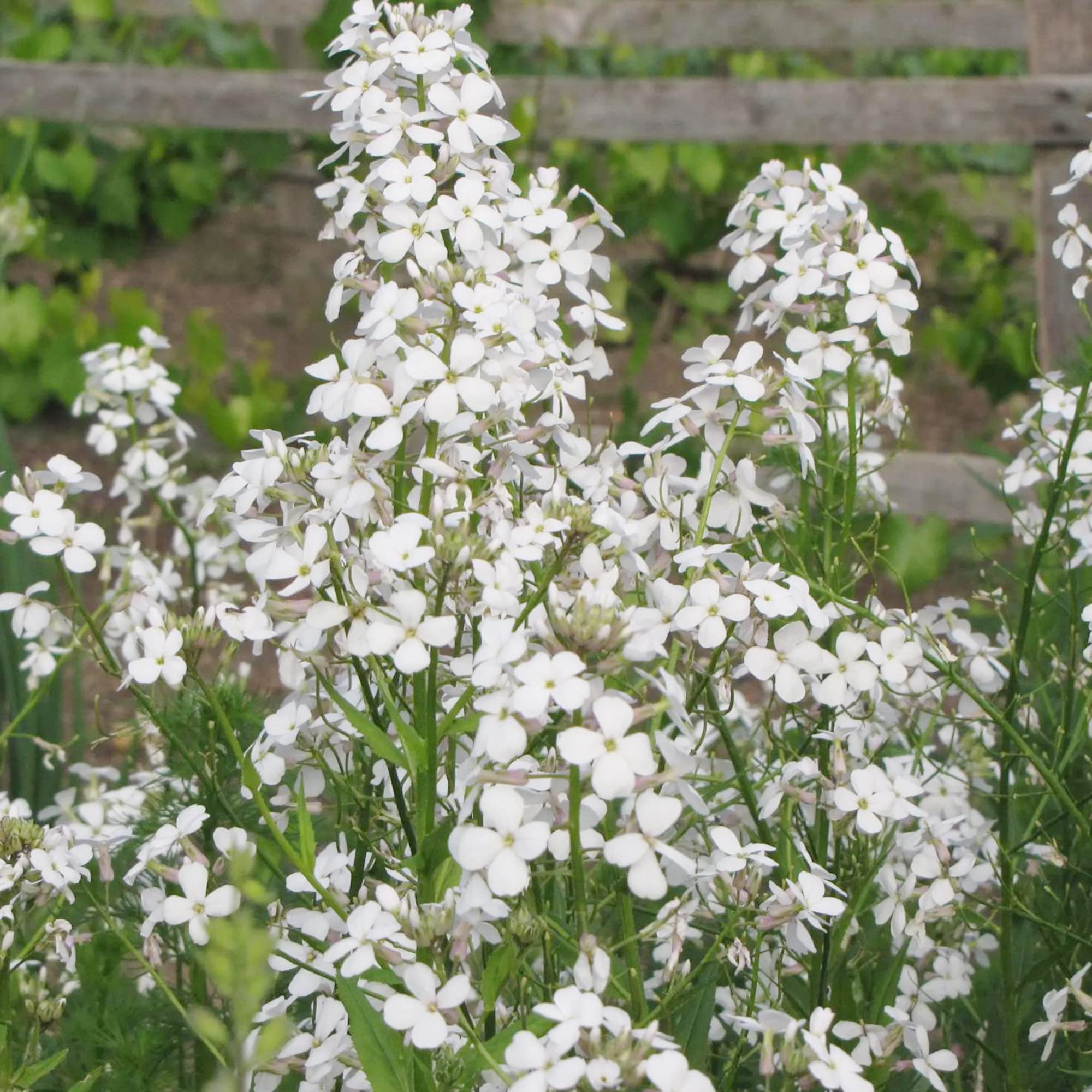 Hesperis Matronalis Hesperis matronalis for planting in flower bed