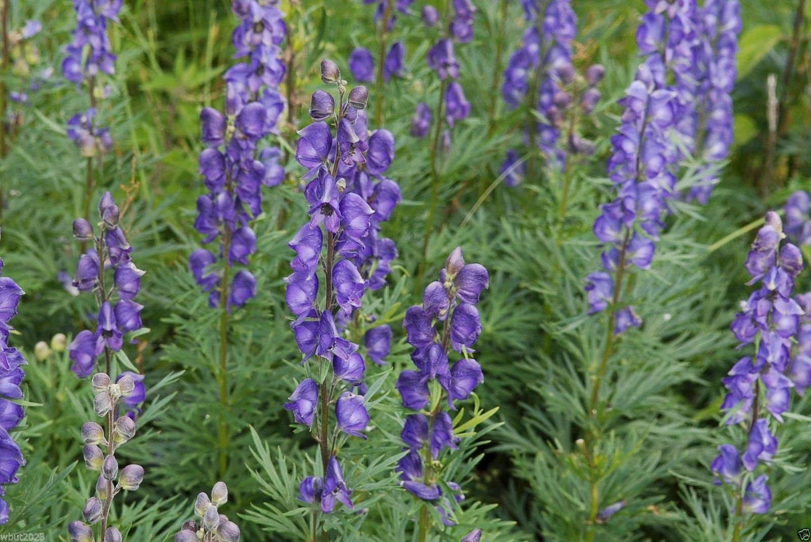 Aconitum Napellus Seeds For Planting | Bold Flower