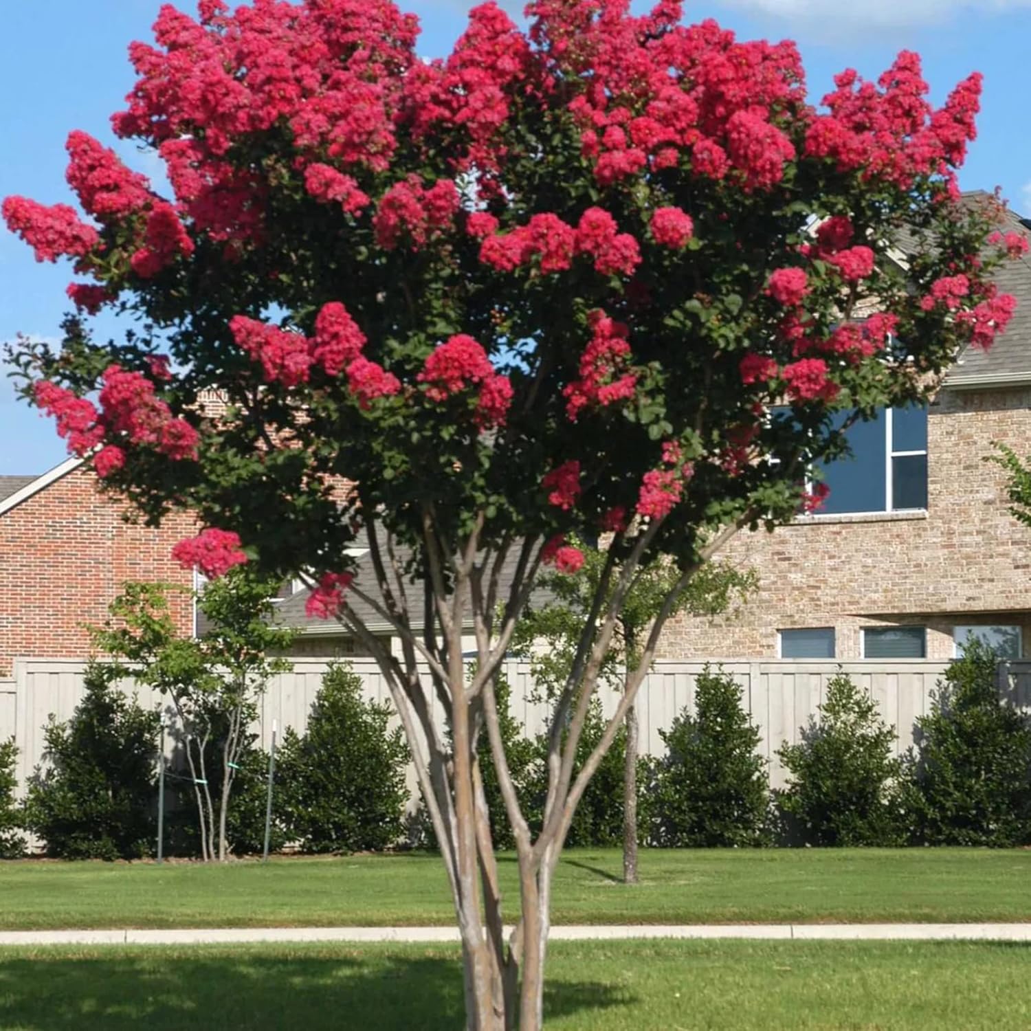 Red Crepe Myrtle Seeds Lagerstroemia Indica Deciduous Flowering Tree Or Shrub Low Maintenance Hedge