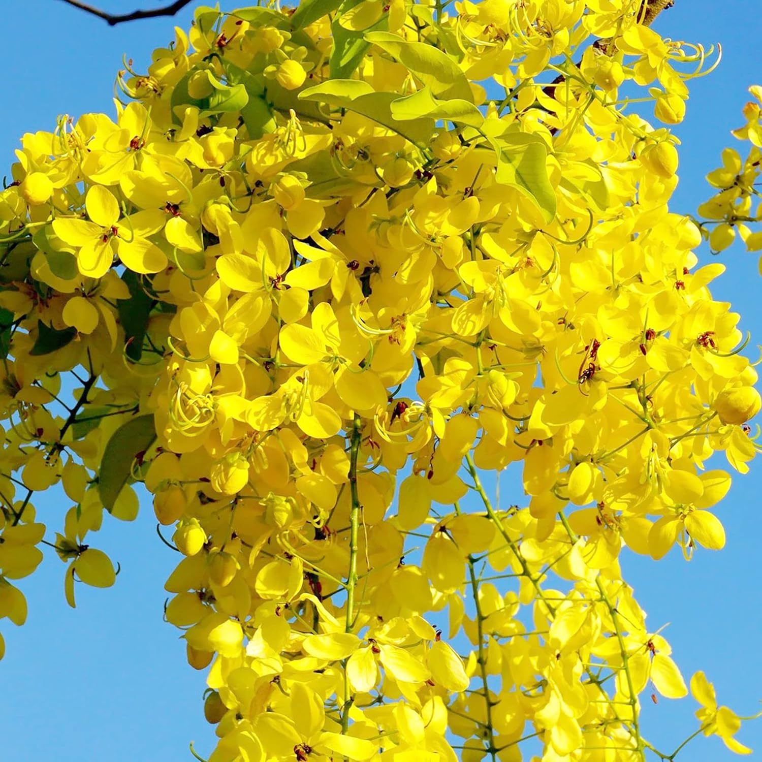 Golden Shower Tree Seeds Cassia Fistula Fast-Growing Fragrant Showy Evergreen Attracts Butterflies