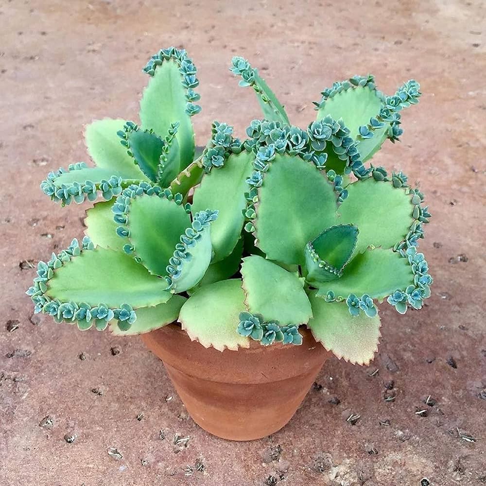 Kalanchoe Seeds For Planting - Green Succulent Joy Your Garden