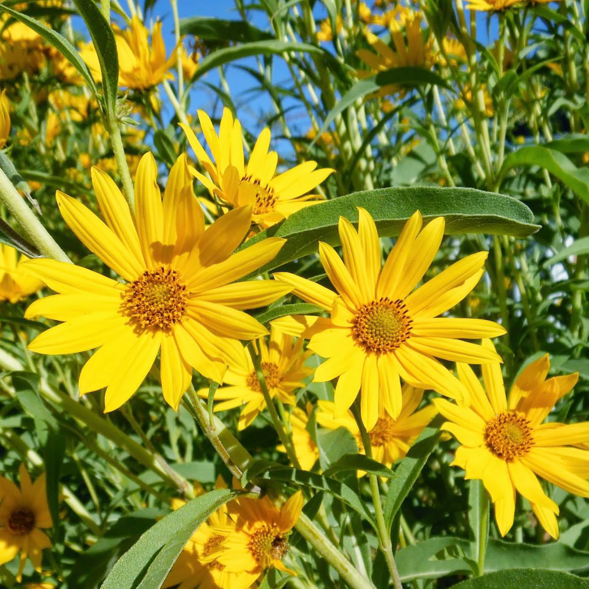 Maximilian Sunflower Helianthus maximiliani for planting in wildflower garden