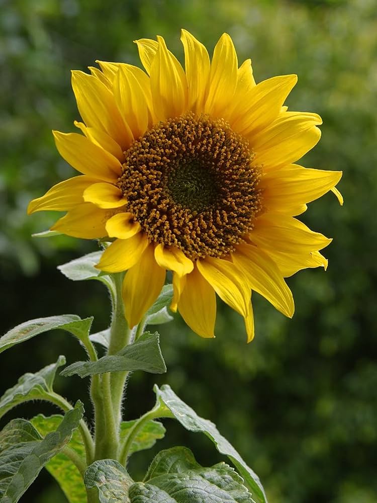 Chianti Sunflower Helianthus Annuus Seeds for planting in flower bed
