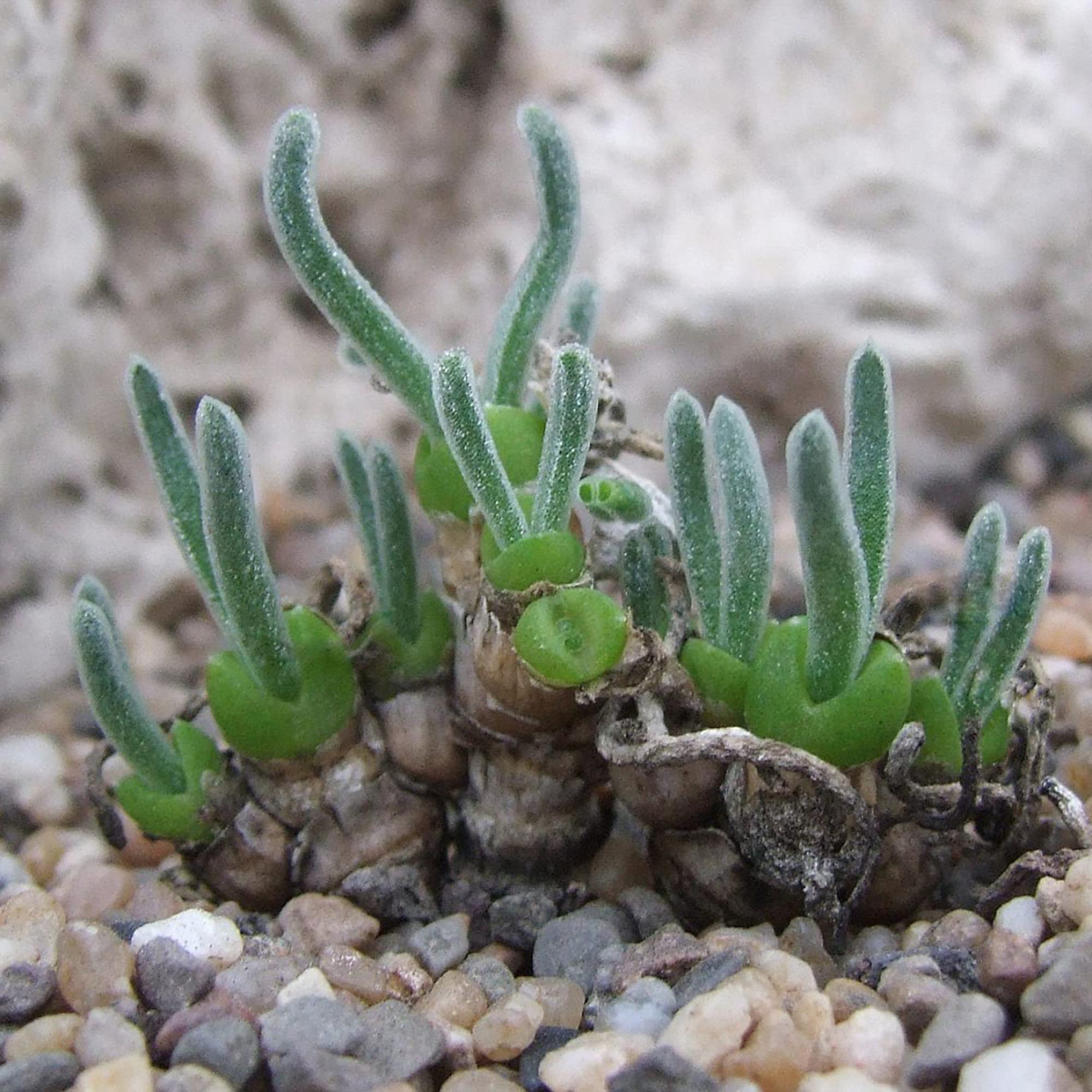 Monilaria Obconica Monilaria obconica for planting in rock garden