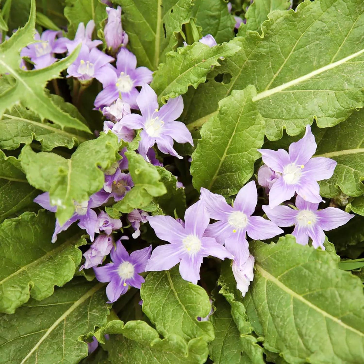 Mandrake Flower seeds for Planting - Drought Tolerant, Heirloom & GMO Free Seeds for Home Garden
 
 Sale seeds for planting in home garden