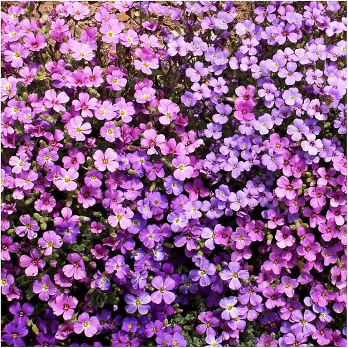 Rockcress Aubrieta deltoidea for planting in rock garden