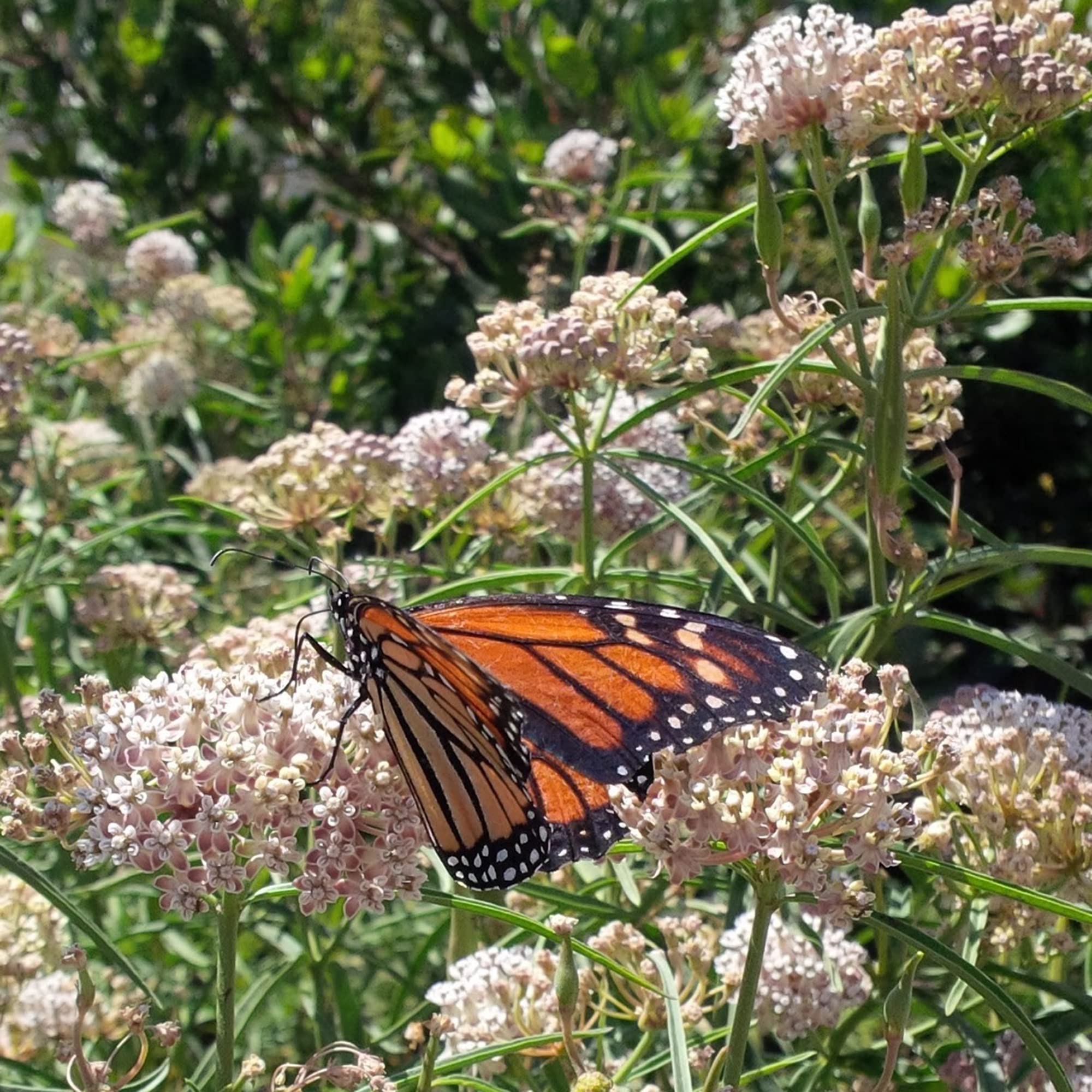 Narrow Leaf Milkweed Asclepias fascicularis for planting in butterfly garden