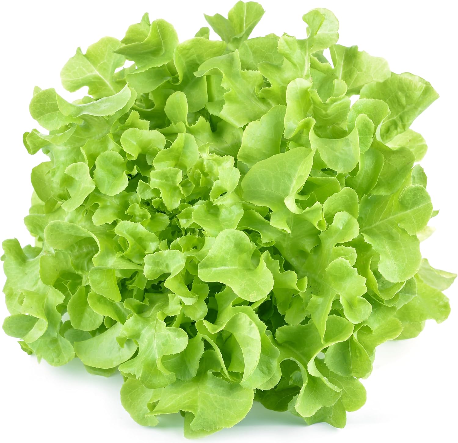 Oakleaf Lettuce seeds for crisp lettuce