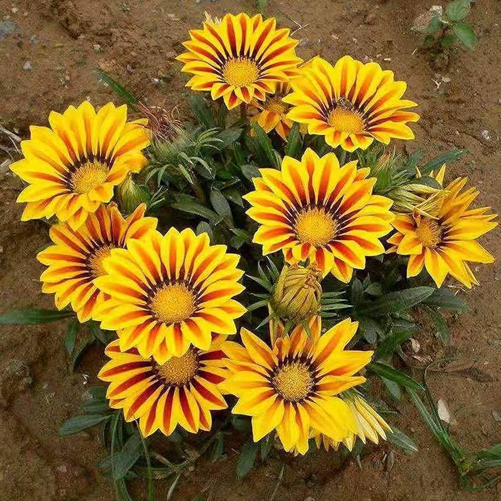 Lemon Yellow Gazania Gazania rigens seeds for planting in rock garden