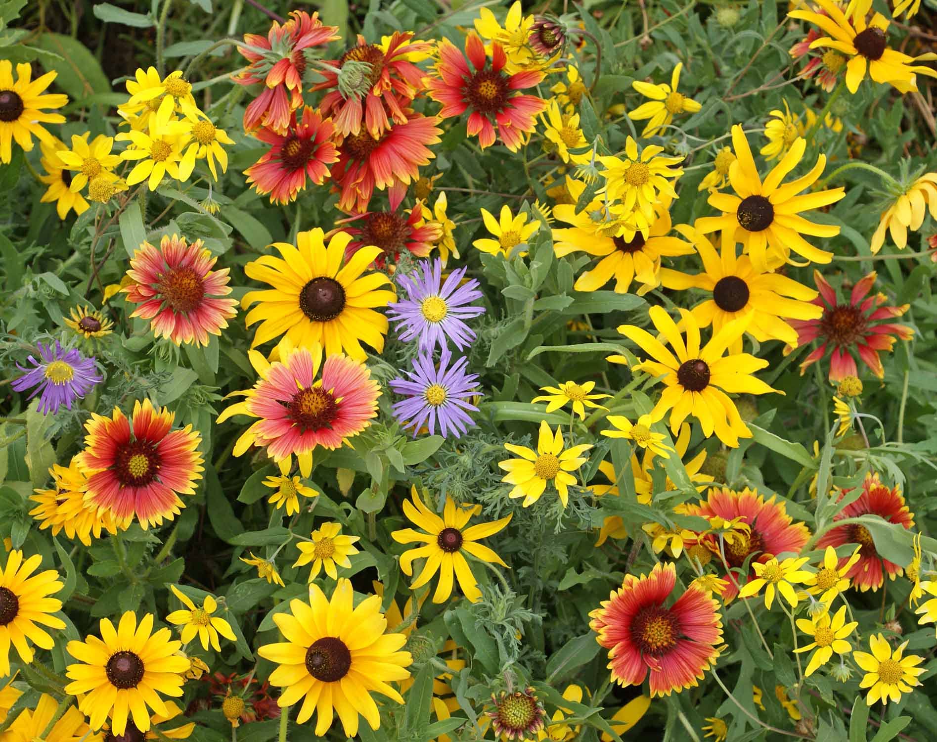 Wild Mix Wildflower Seeds for Planting - Perfect for Flower Bed & Urban Garden