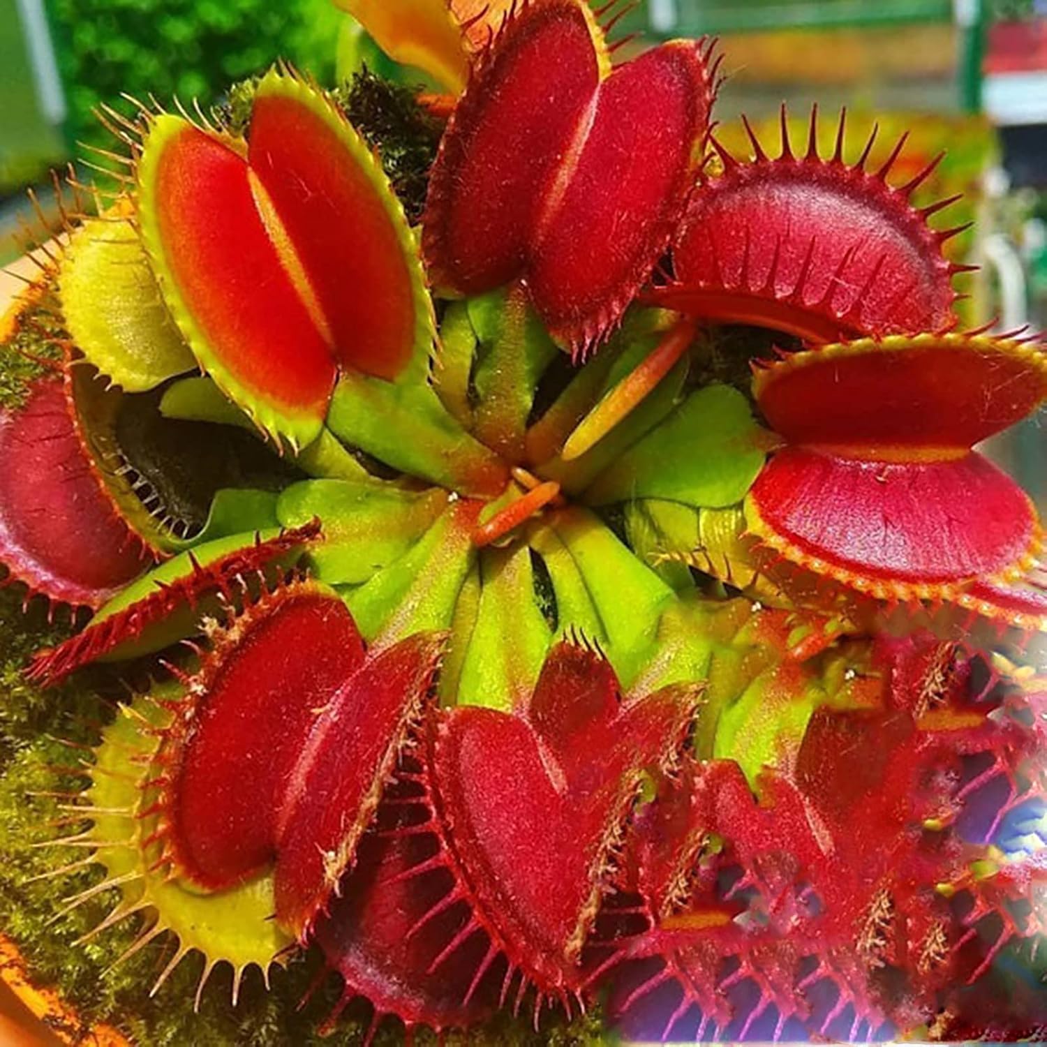 Seeds For Garden Yard Decoration Venus Flytrap Full Sun Carnivorous Acidic Soil Bonsai Dionaea