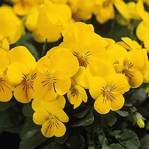 Brighten Your Garden With Calibrachoa Flower Seeds - Planting Yellow Blooms For Stunning