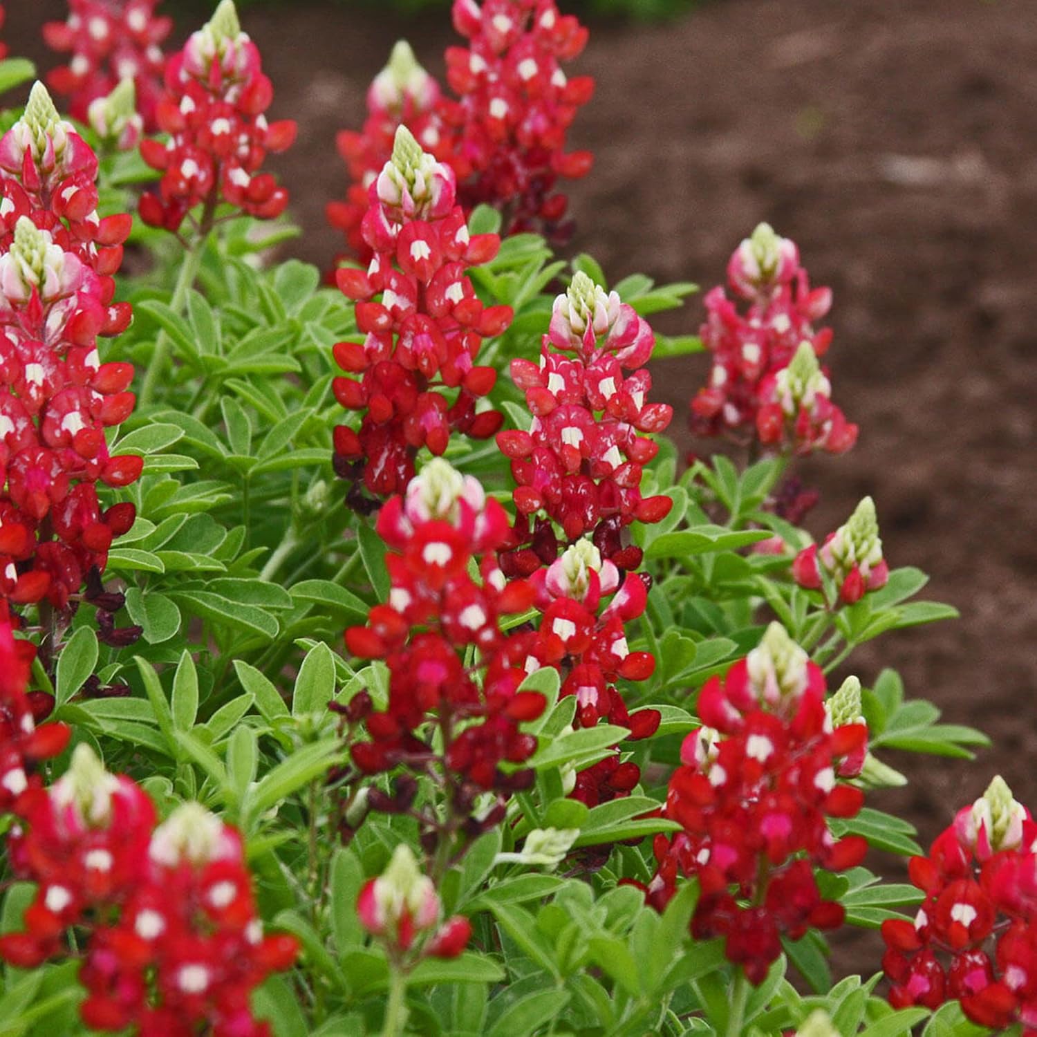 Red Texas Bluebonnets Seeds For Planting Drought Tolerant Low-Maintenance Wild Flower Striking