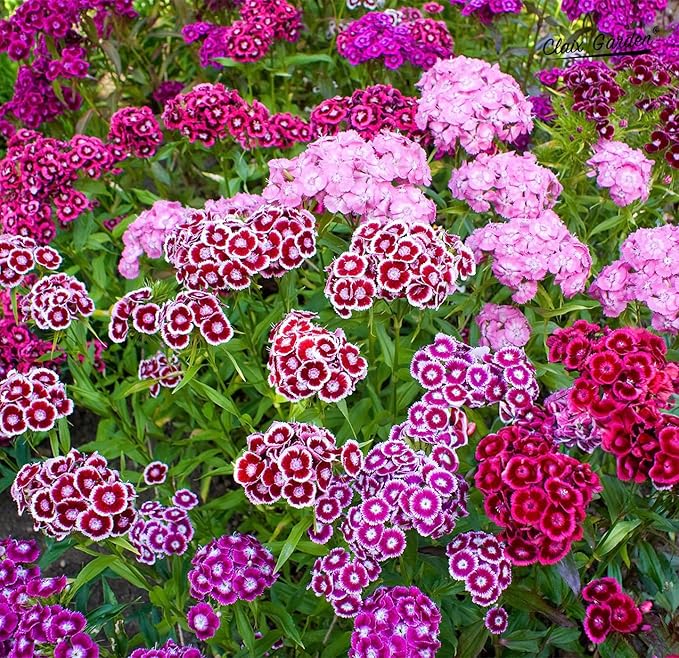 Dianthus Barbatus Sweet William for planting in flower bed