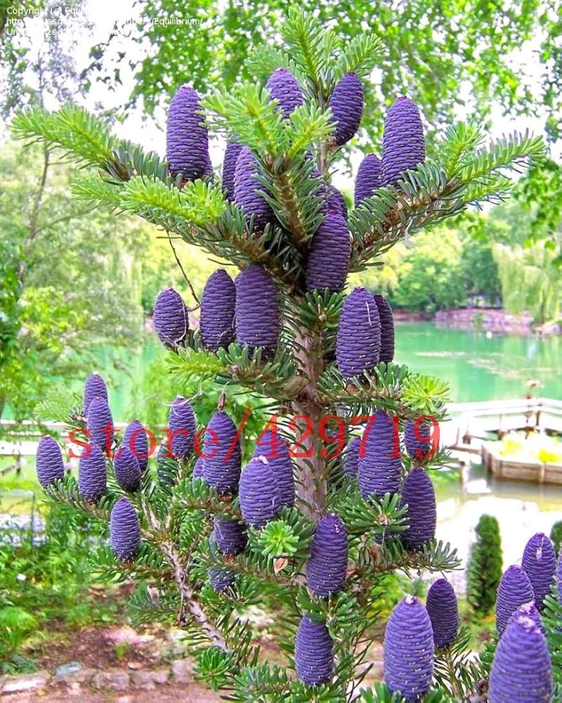 Purple Korean Fir Seeds | Perfect For Planting Plant Seeds