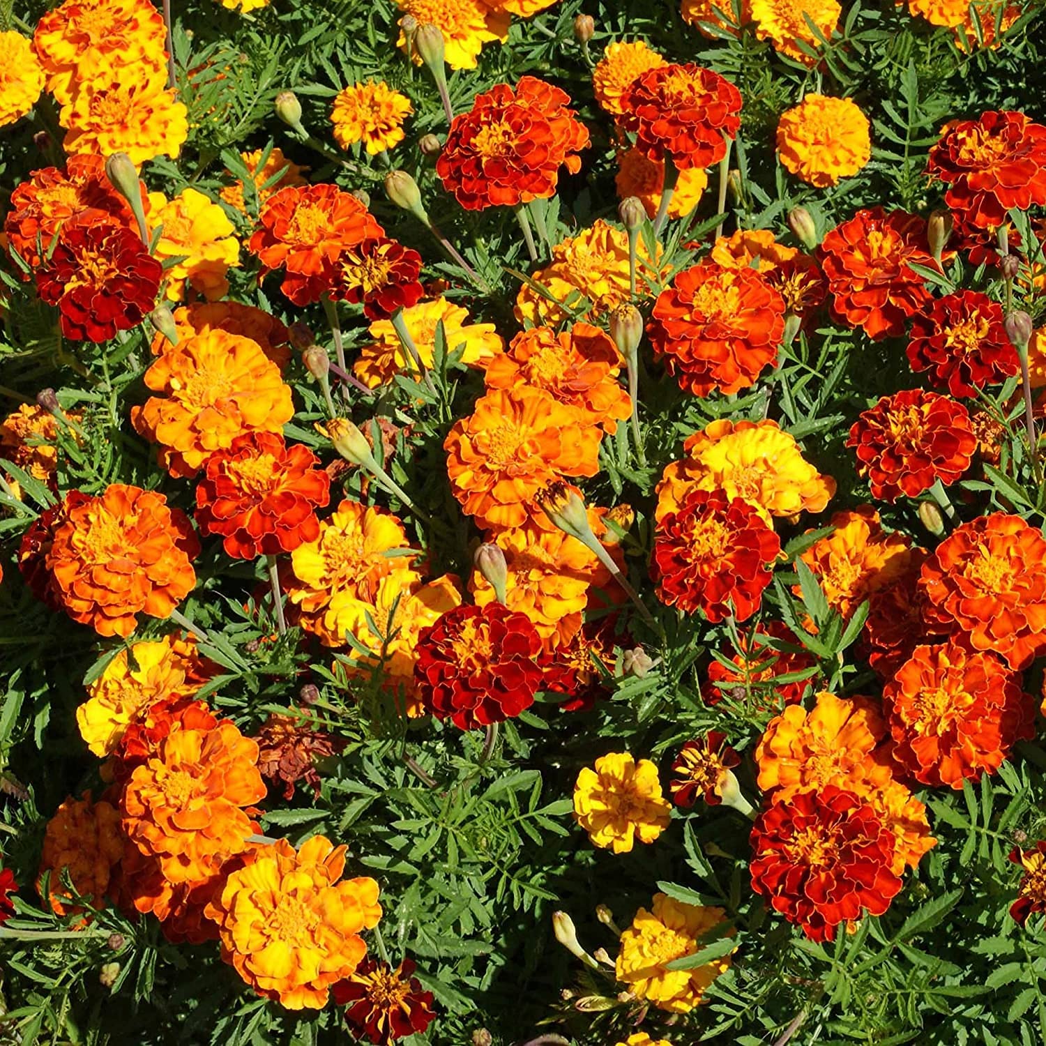 Marigold Doppelte Gelbe und Rote for planting in flower bed