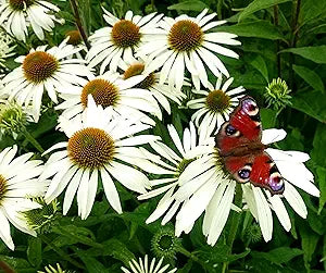 White Coneflower Echinacea seeds for beautiful white blooms