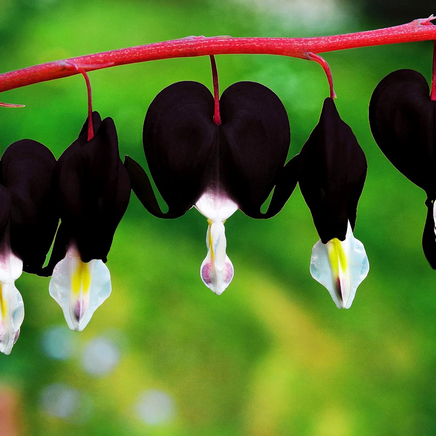 Black Bleeding Heart Seeds Perennial Cut Flowers Showy Deer & Rabbit Resistant Attract Butterflies