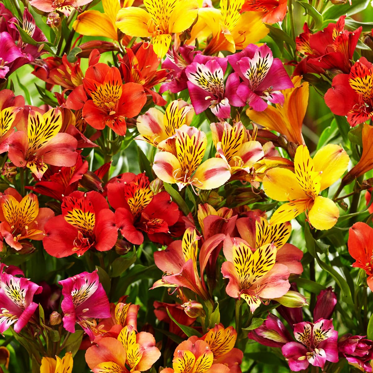 Alstroemeria Aurantiaca Flower seeds for Planting - Garden Favorite, Heirloom & GMO Free Seeds for Home Garden
 
 Sale seeds for planting in home garden