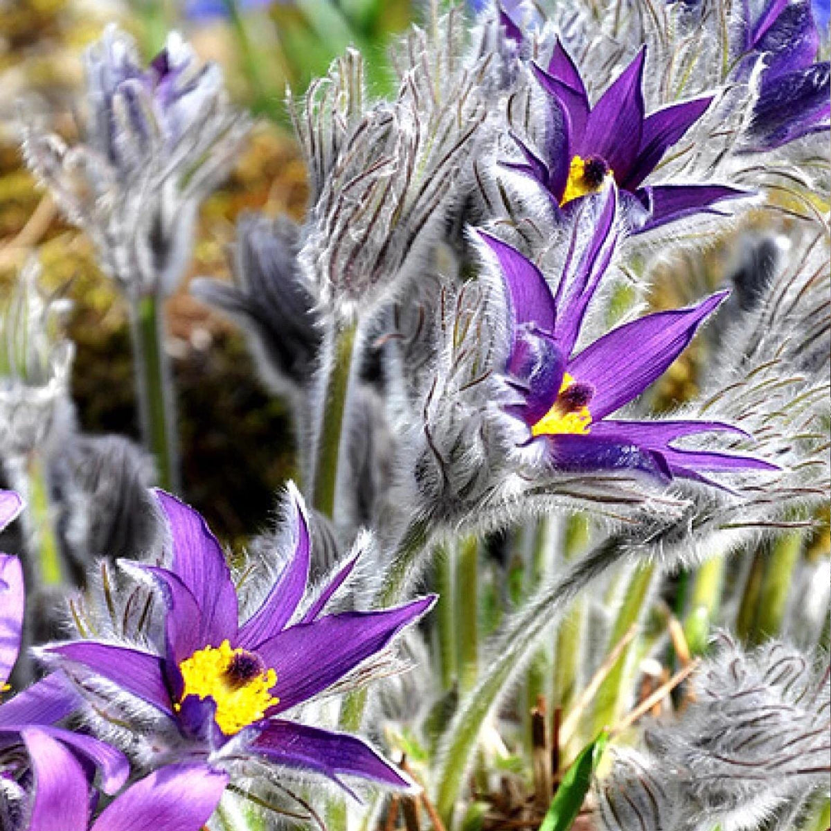 Violet Pulsatilla Flower seeds for Planting - Drought Tolerant, Heirloom & GMO Free Seeds for Home Garden
 
 Sale for planting in home garden.