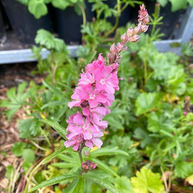 Pink Checkerbloom Flower seeds for Planting - Cottage Garden Essential, Heirloom & GMO Free Seeds for Home Garden
 
 Sale for planting in home garden
