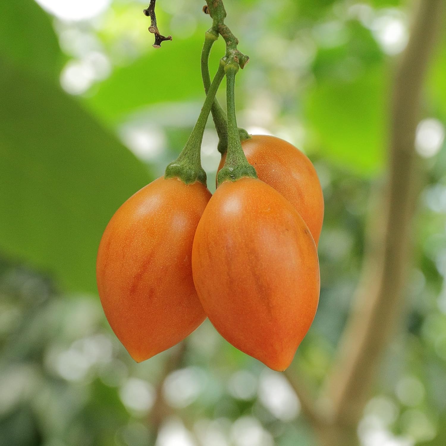 Solanum Betaceum Seeds Tree Tomato Tamarillo Perennial Herbaceous Shrub Fruit & Berries