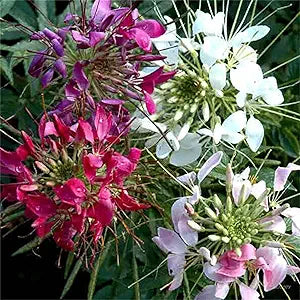 Cleome Queen Flower seeds for vibrant blooms