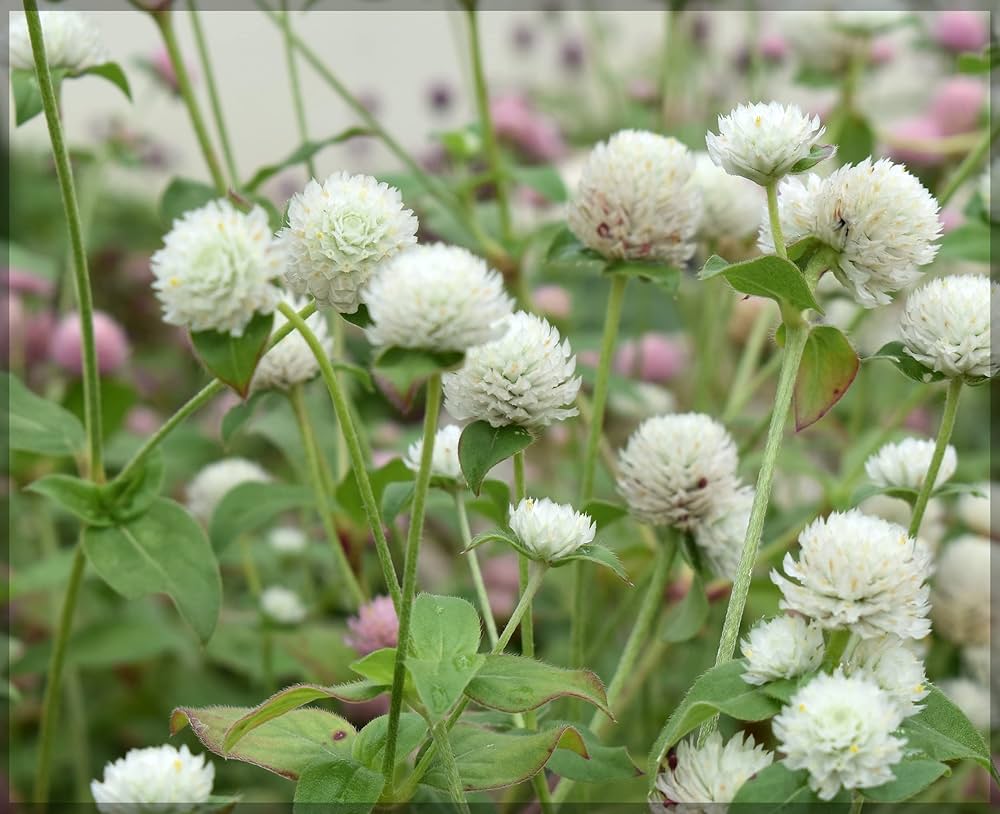 Gomphrena Buddy Cissy flower seeds for dried floral use