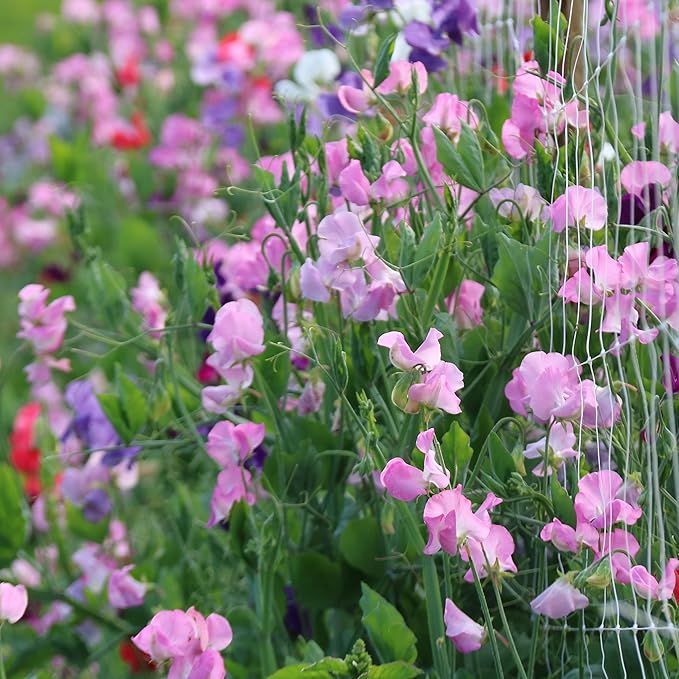 Sweet Pea Lathyrus odoratus for planting in flower bed