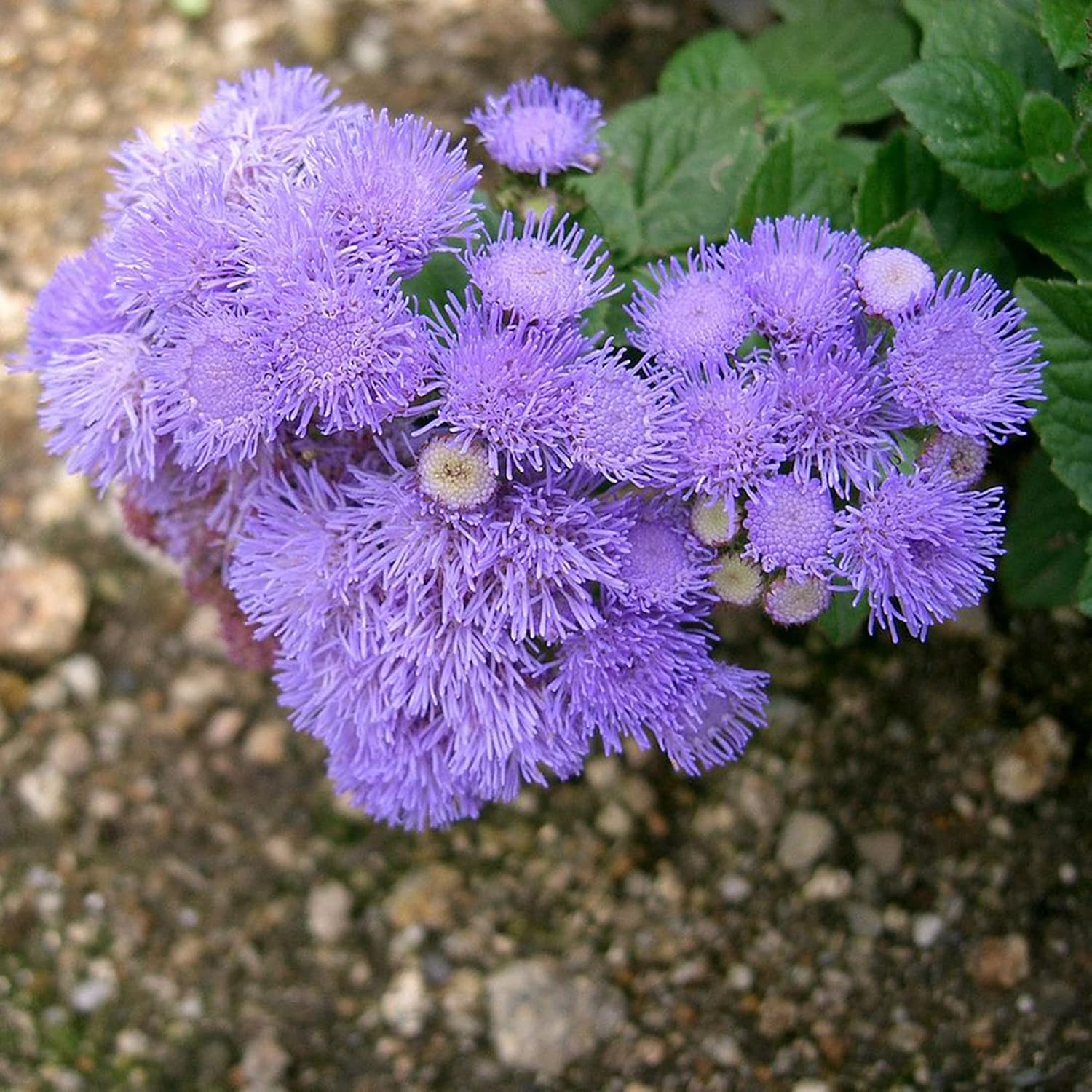 Blue Mistflower Seeds Hardy Ageratum Conoclinium Coelestinum Upright Perennial Attracts Bees