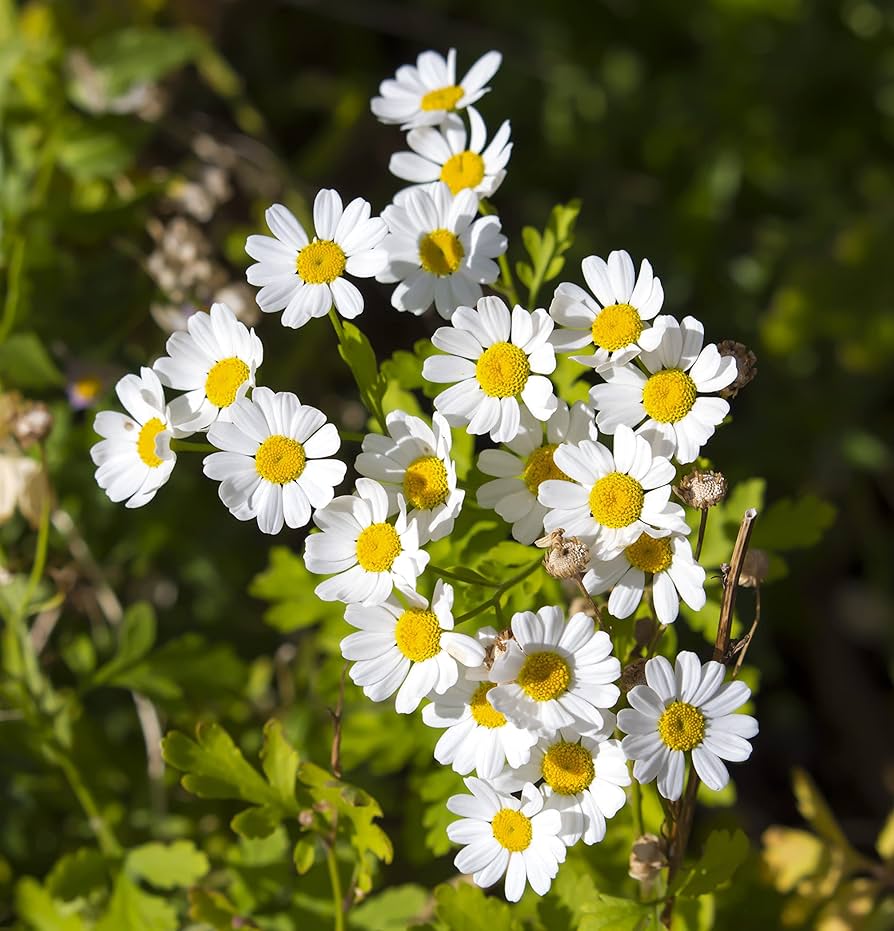 Dalmatiner Pyrethrum Tanacetum cinerariifolium Seeds for planting in flower bed