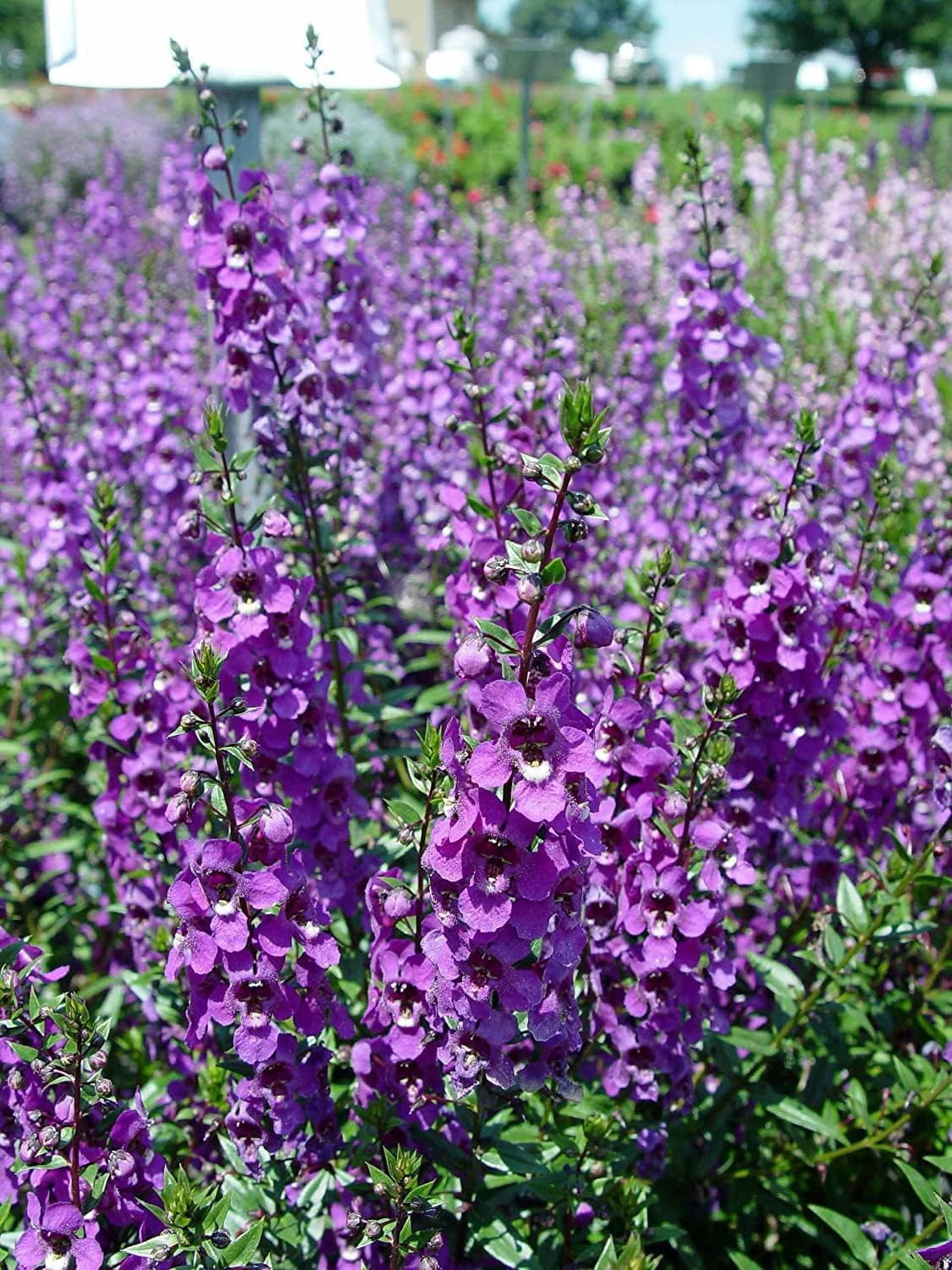 Angelonia for planting in flower bed