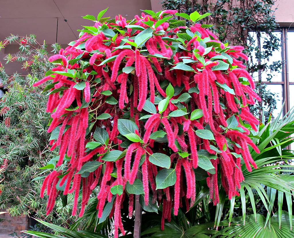 Chenille Kitten Tail Acalypha hispida seeds for planting in flower bed