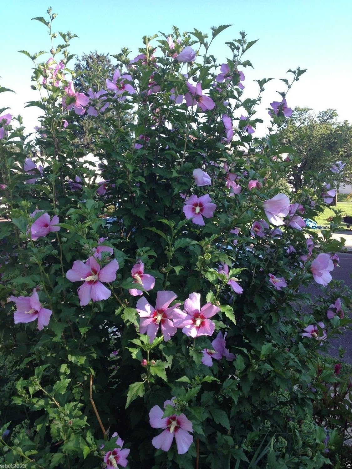 Hibiscus Rose Of Sharon Seeds (Hibiscus Syriacus) -Cold Hardy Perennial Best Selling